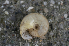 Eopolita protensa