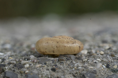 Eopolita protensa