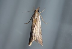 Orocrambus flexuosellus