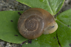 Eopolita protensa