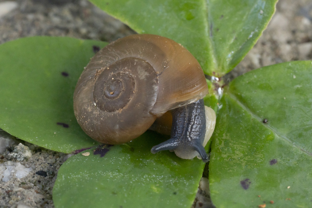 Wide Polished Glass Snail