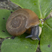 Wide Polished Glass Snail - Photo (c) Eleftherios Katsillis, some rights reserved (CC BY), uploaded by Eleftherios Katsillis