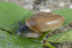 Eopolita protensa