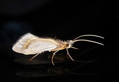 Olinga