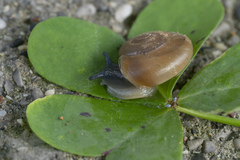 Eopolita protensa