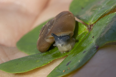 Eopolita protensa