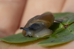 Eopolita protensa