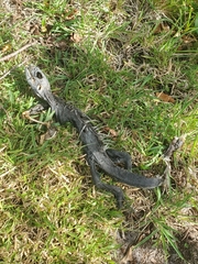 Iguana iguana