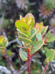 Eucalyptus vernicosa