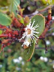 Eucalyptus vernicosa