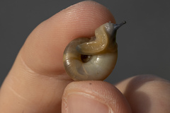 Eopolita protensa
