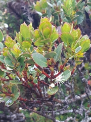 Eucalyptus vernicosa
