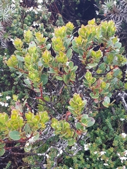 Eucalyptus vernicosa