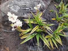 Milligania densiflora