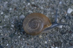 Eopolita protensa