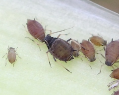 Aphis newtoni