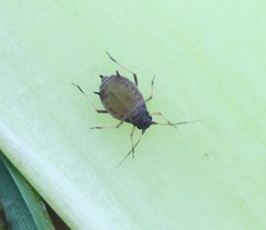 Aphis newtoni
