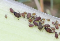 Aphis newtoni