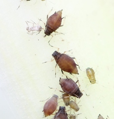 Aphis newtoni