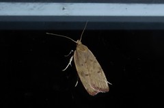 Phaeosaces coarctatella