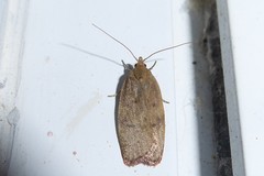Phaeosaces coarctatella
