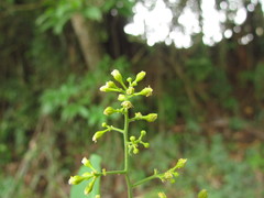 Banara parviflora