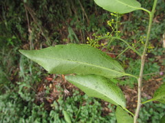 Banara parviflora