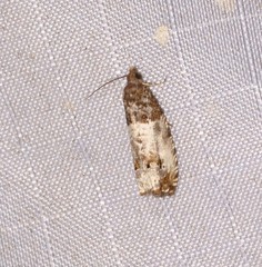 Notocelia rosaecolana