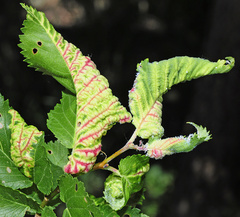 Eriosoma grossulariae