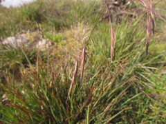 Bromus auleticus