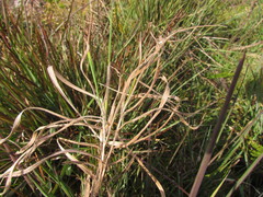 Bromus auleticus