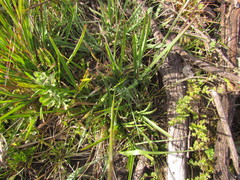 Bromus auleticus