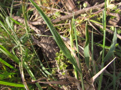 Bromus auleticus
