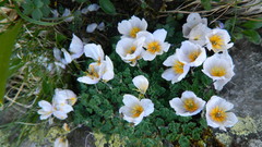Paraquilegia anemonoides