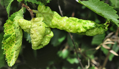 Eriosoma grossulariae