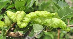 Eriosoma grossulariae