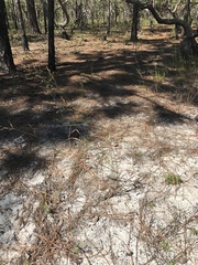 Panicum virgatum cubense