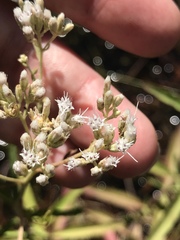 Eupatorium mohrii