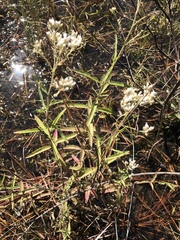 Eupatorium mohrii