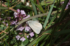 Aricia nicias
