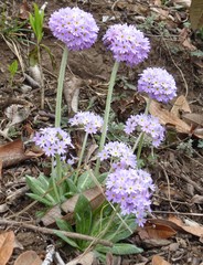 Primula denticulata