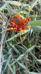 Palicourea officinalis
