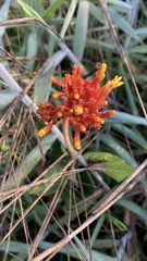 Palicourea officinalis