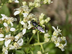 Hedriodiscus truquii