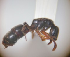Hypoponera opacior