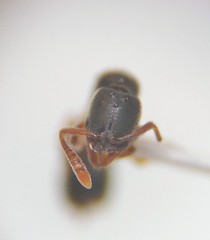 Hypoponera opacior