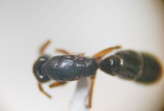 Hypoponera opacior