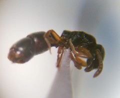 Hypoponera opacior