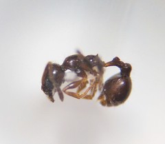 Temnothorax pergandei