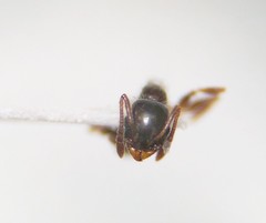 Temnothorax pergandei